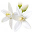 Appelsinblomst