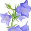Sinikello