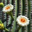 Kaktusblomst