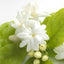 Indisk jasmin