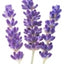 Lavendel