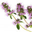 Muskatellisalvia