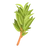 Vetiver