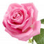 Bulgarisk rose