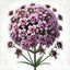 Verbena
