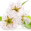 Pæreblomst